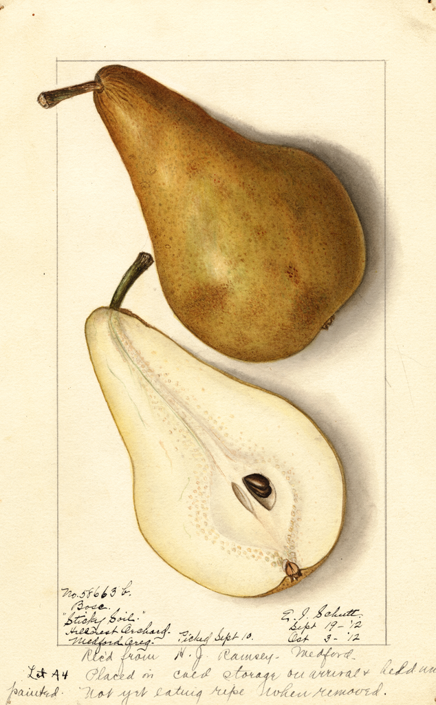 Pears, Bosc (1912)