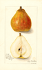 Pears, Comice (1911)