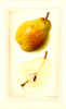 Pears, Comice (1926)
