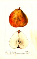 Pears, Comice (1896)