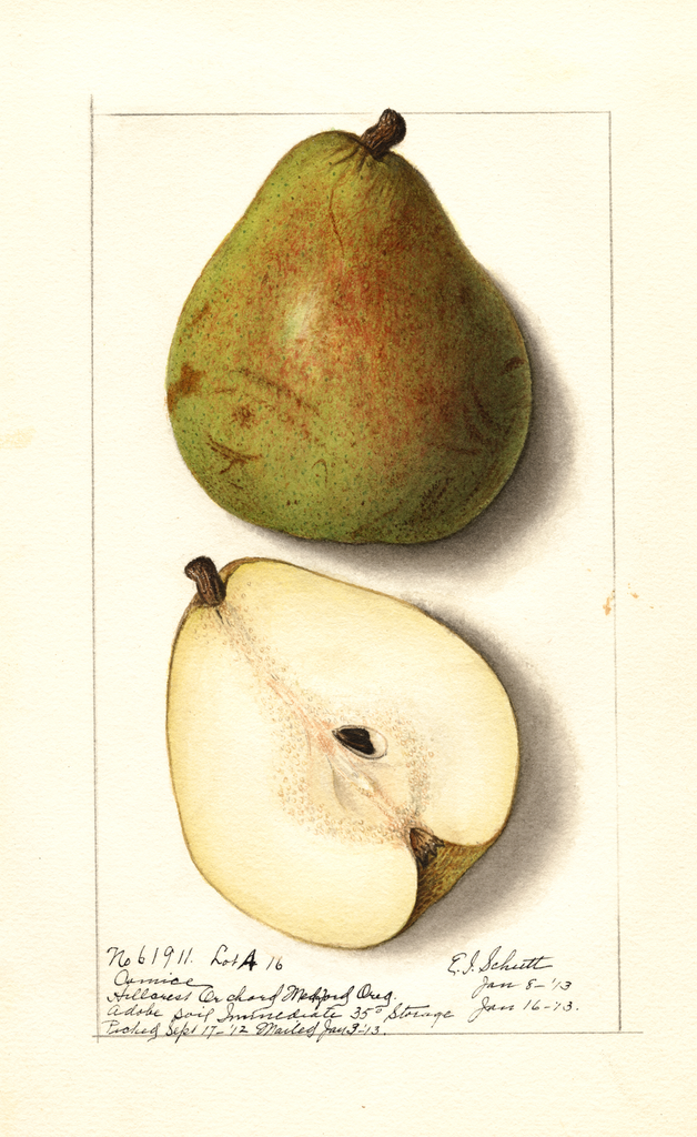 Pears, Comice (1913)