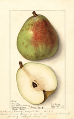 Pears, Comice (1912)