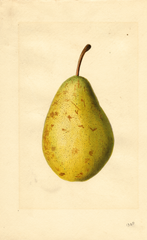 Pears, Kieffer Cross (1923)