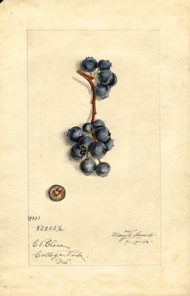 Blueberries, No. 837 (1915)