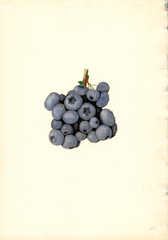 Blueberries, Stanley (1940)
