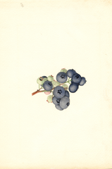 Blueberries, Atlantic (1940)