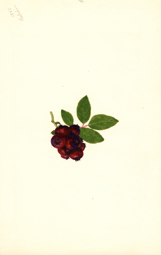 Blueberries, Redskin (1940)