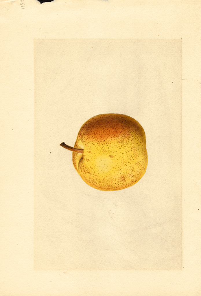 Pears, Kieffer Cross (1919)