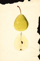 Pears, Pulteney (1937)