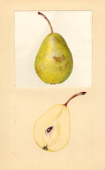Pears, Pulteney (1937)