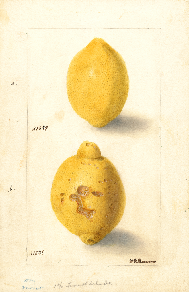 Lemons (1904)