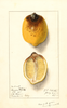 Lemons (1911)