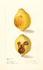 Lemons (1909)