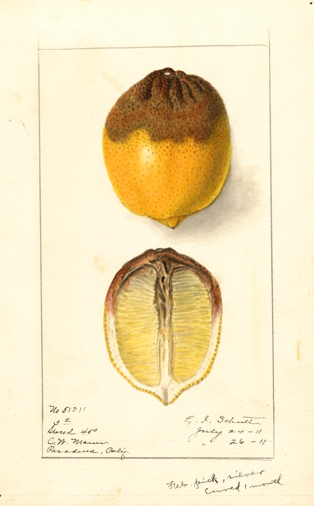 Lemons (1911)