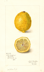 Lemons (1909)