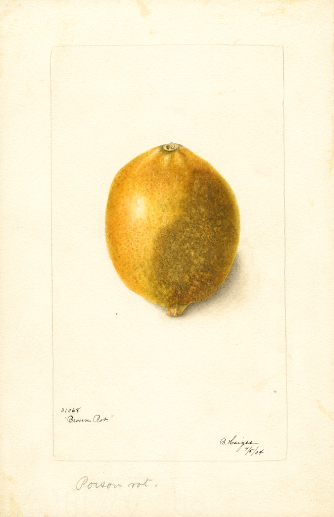 Lemons (1904)