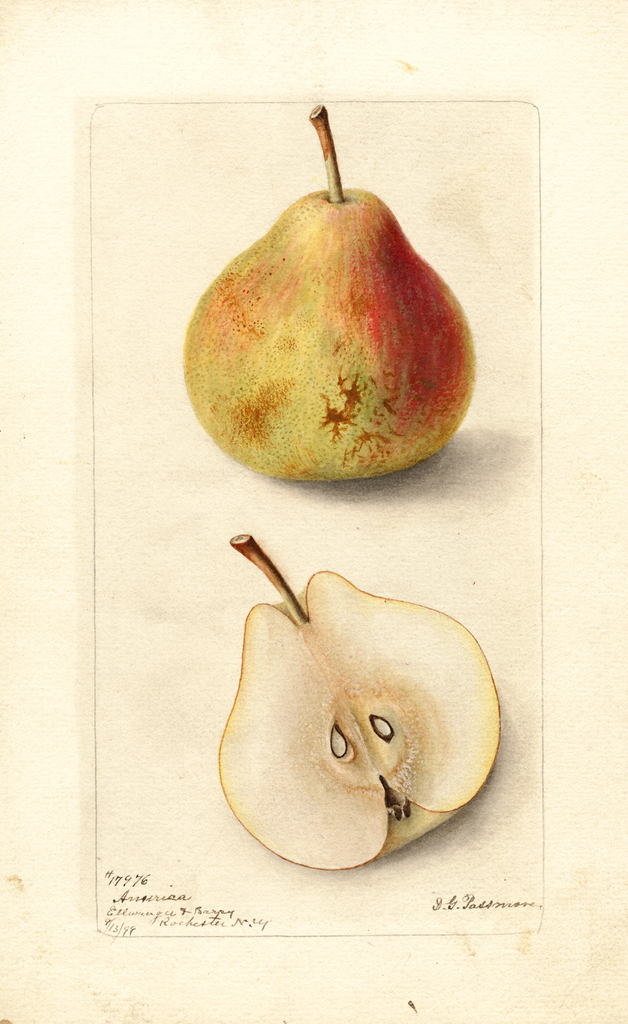 Pears, America (1899)