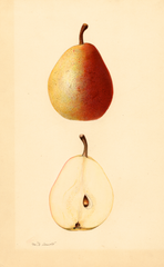 Pears, Baseck (1932)