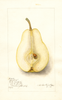 Pears, Bartlett (1905)