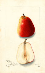 Pears, Bartlett (1903)