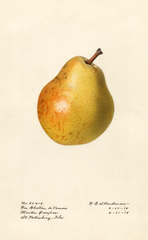 Pears, Bon Chretien De Vernois (1918)