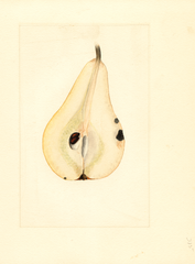 Pears, Bosc (1910)