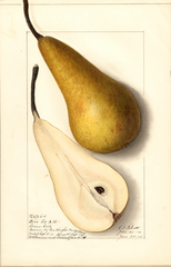 Pears, Bosc (1914)