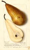 Pears, Bosc (1912)