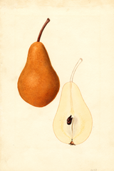 Pears, Bosc (1935)