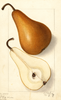 Pears, Bosc (1907)