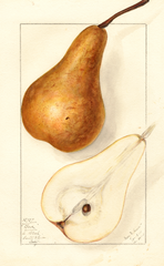 Pears, Bosc (1911)