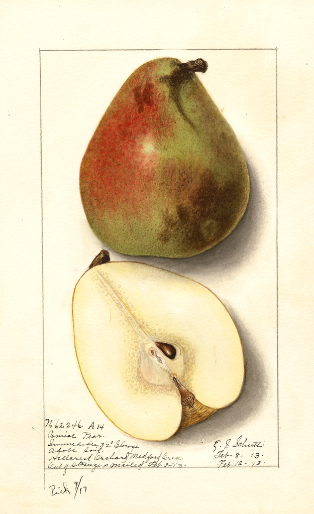 Pears, Comice (1913)