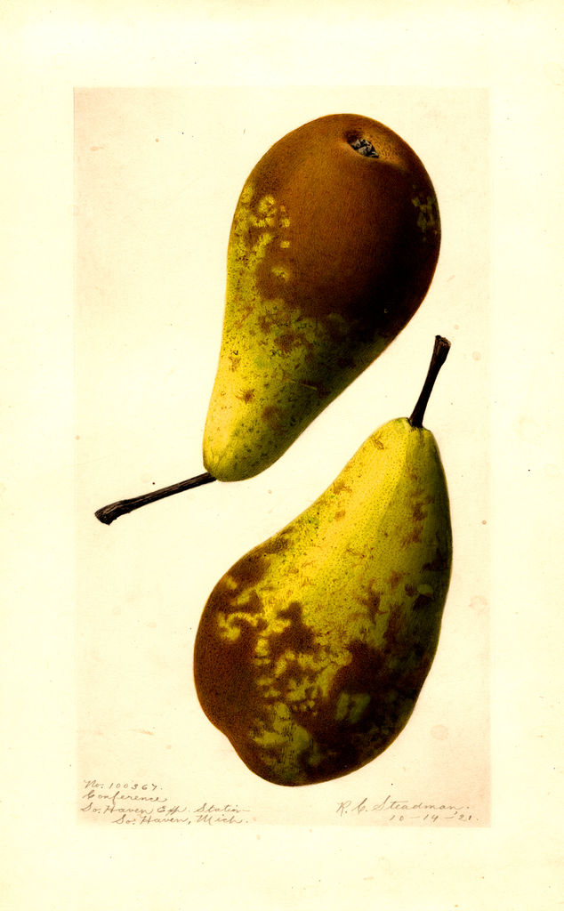 Pears, Conference (1921)