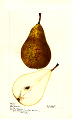 Pears, Conference