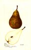 Pears, Conference