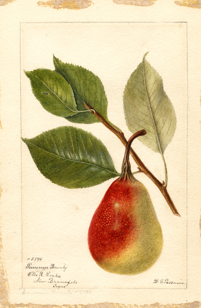 Pears, Summer Beauty (1893)
