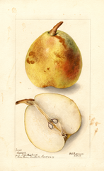 Pears, Superfine (1899)