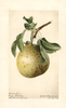 Pears, Superfine (1919)
