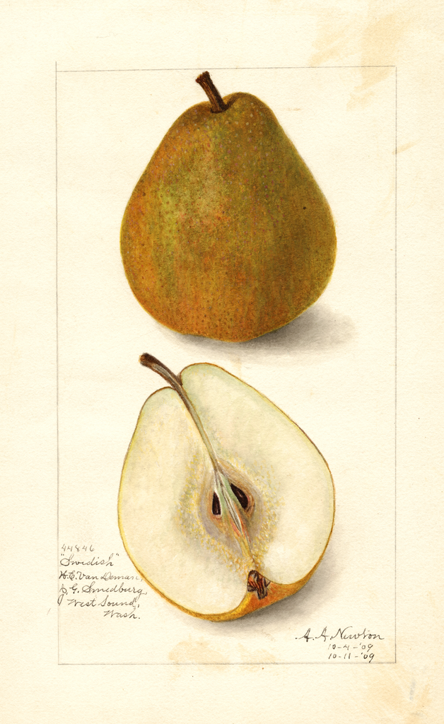 Pears, Swedish (1909)