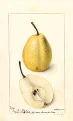Pears, Texas Iron Clad (1898)