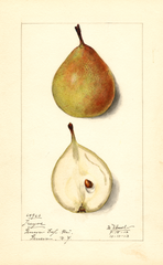 Pears, Treyve (1913)