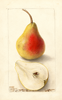 Pears, Triumph (1904)