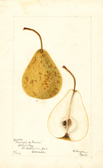 Pears, Triumph De Vienne (1901)