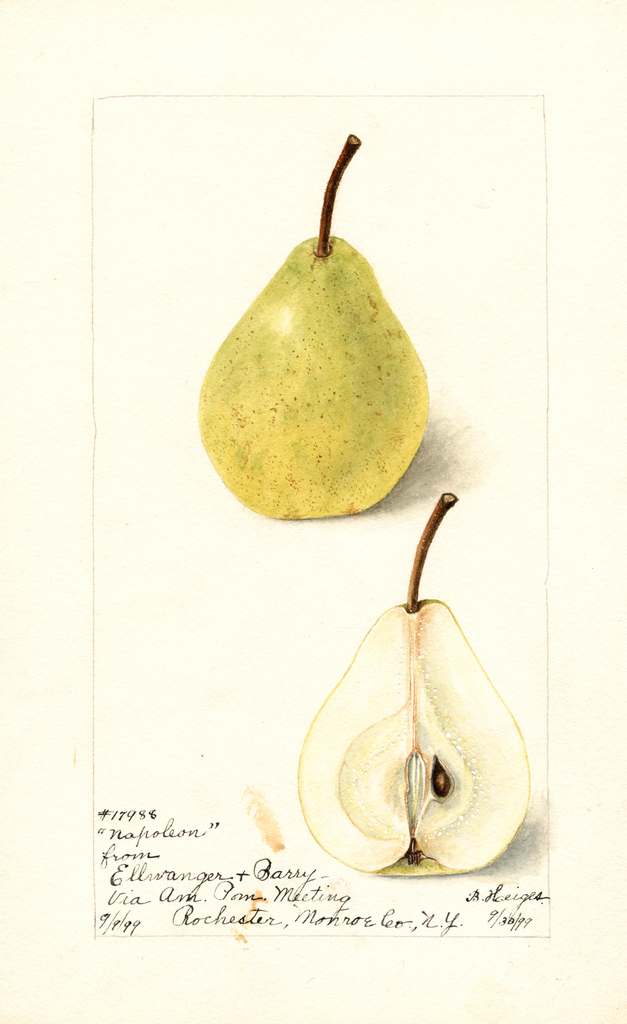 Pears, Napoleon (1899)