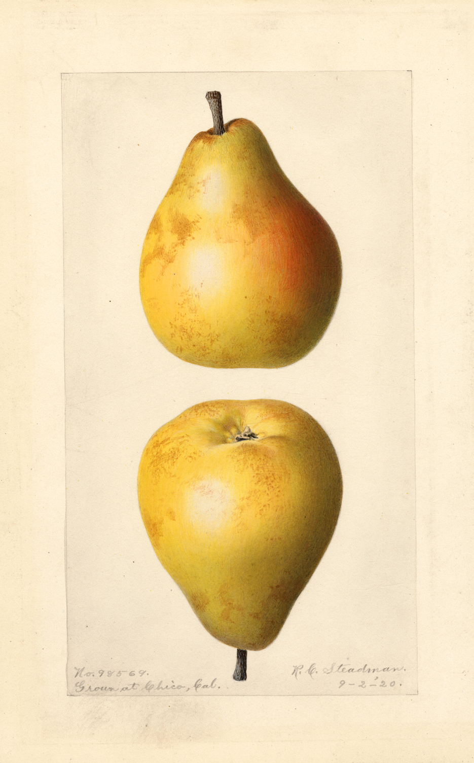 Print of Pears, Comice (1913) Poster on Vintage Visualizations