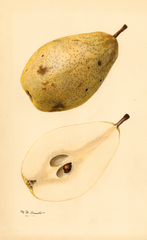 Pears, Kieffer (1932)