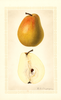 Pears, Kieffer (1925)