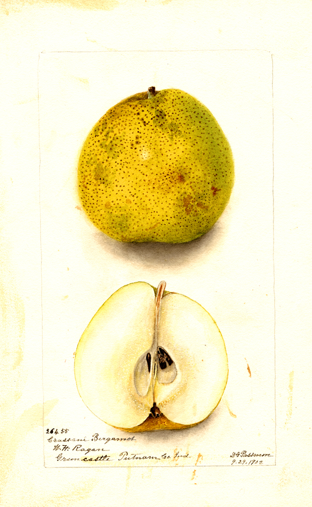Pears, Crassane Bergamot (1902)