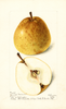 Pears, Deweys Premium (1898)