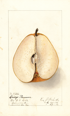 Pears, Deweys Premium (1906)